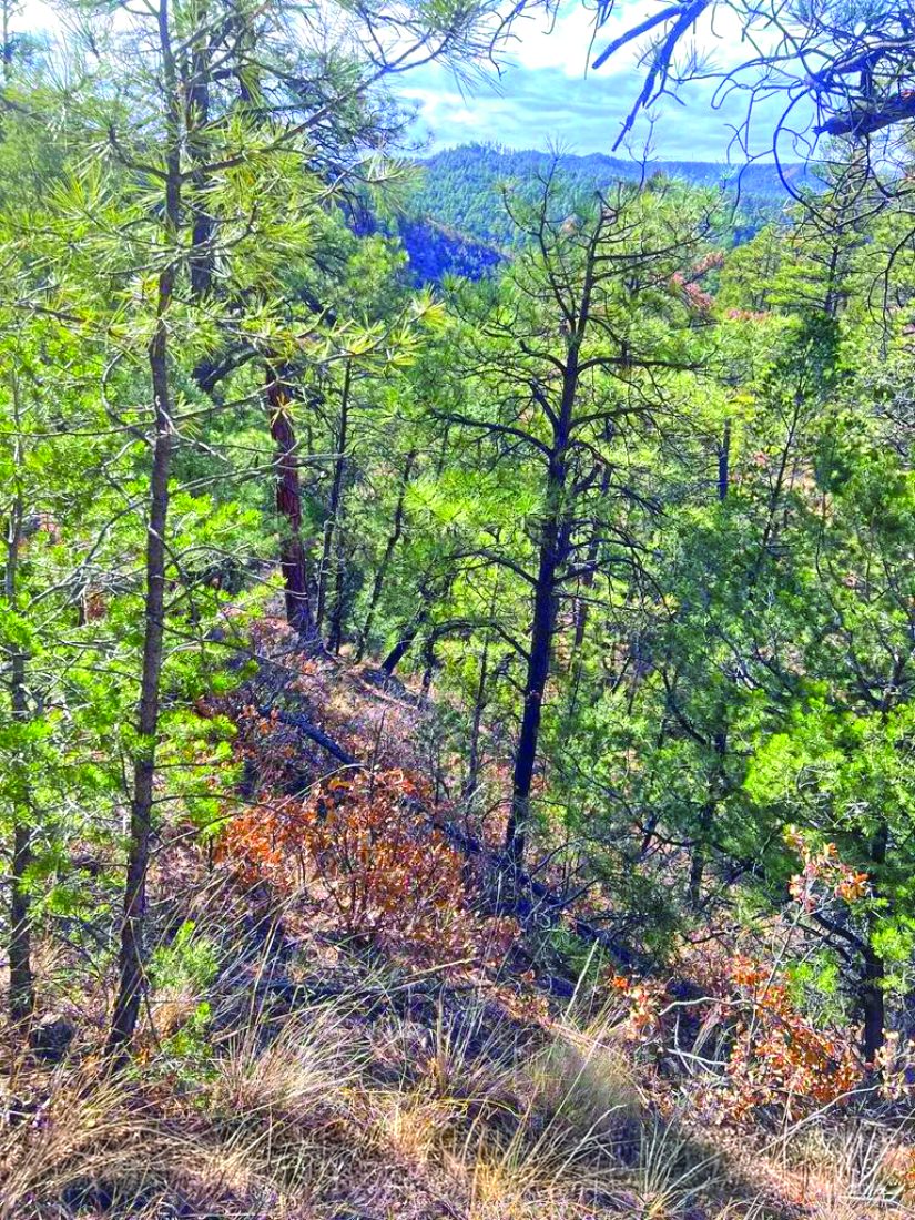 Property in Ruidoso — photo as printed in The Real Estate Roundup