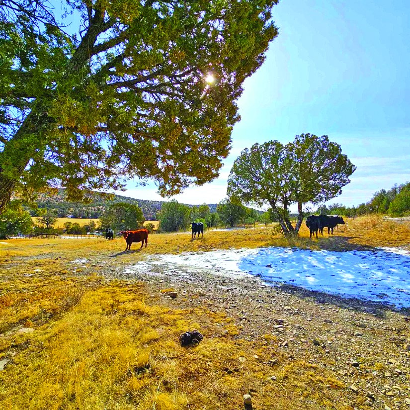 80.0 Acre Property in Weed — photo as printed in The Real Estate Roundup